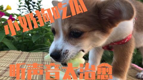 狗断腿吃瓜,引发网友热议