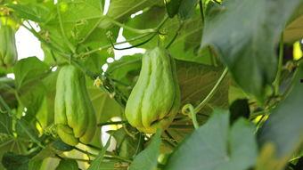 佛手瓜吃时用去皮不,尽享清新口感