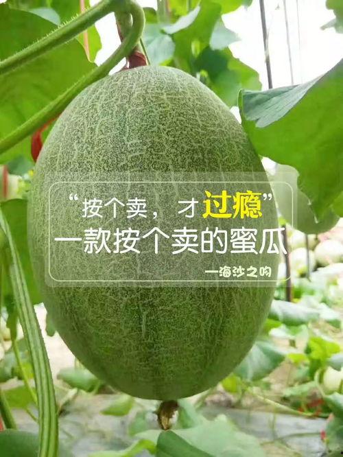 吃瓜q群恰瓜群,恰瓜群背后的趣味与热议