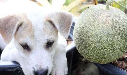小狗吃哈密瓜吗,一场意外的美食邂逅