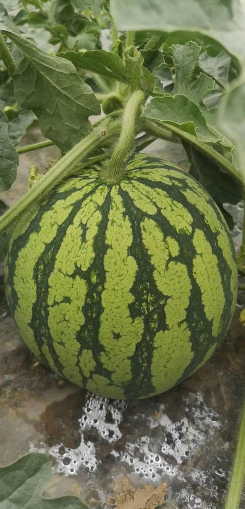 吃瓜少女 舟山,吃瓜少女的美食之旅