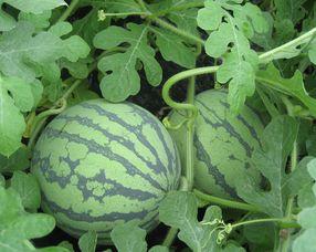 孕早期可以吃杨瓜吗,杨瓜的适宜摄入与注意事项