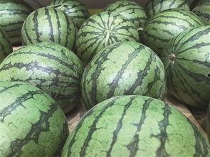 海珠仑头吃瓜,夏日消暑美食之旅